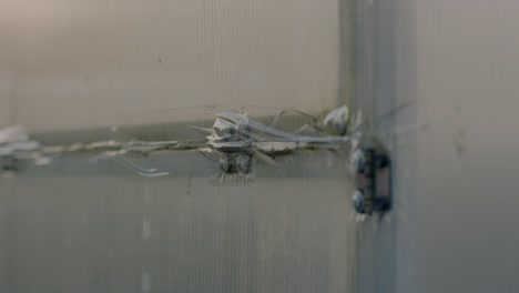 polycarbonate greenhouse panel, showing damage repaired with adhesive tape and bolts. the image captures the weathered, worn texture, emphasizing resilience and outdoor repair work.