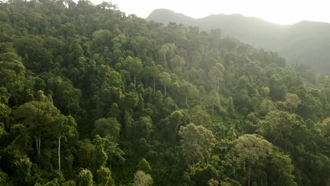 Aerial-orbit-shot-of-lush-jungle-rainforest-at-sunrise-in-Koh-Chang,-Thailand