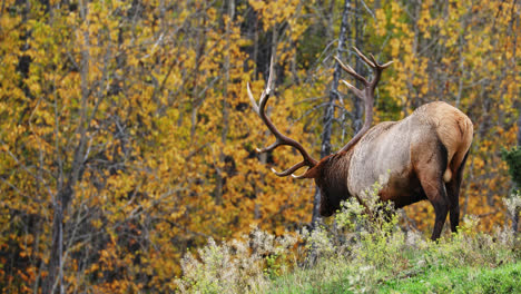 bull elk in rut looking for food outdoors, then shaking head