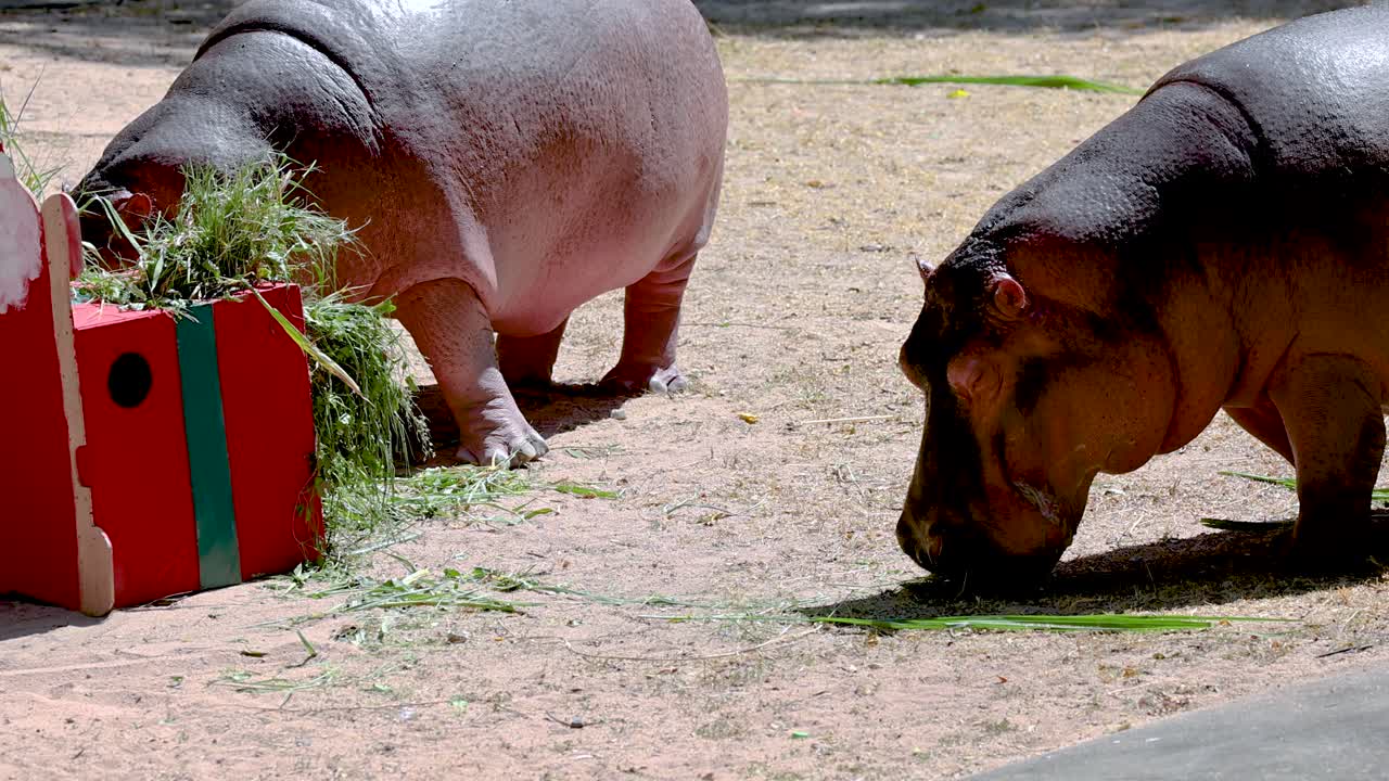 hipopótamo comiendo de una caja roja festiva