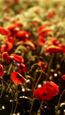 un campo de flores de amapola rojas