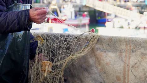 old fisherman in port untangling a vertebra from a fishing net in slow motion