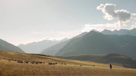 Shepards-driving-sheep-up-on-the-golden-grass-meadows-in-the-Sacred-valley,-Chincheros,-Cusco-Peru