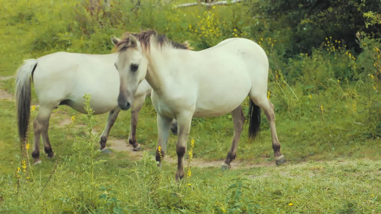 dos caballos mirando a la cámara mientras comen hierba