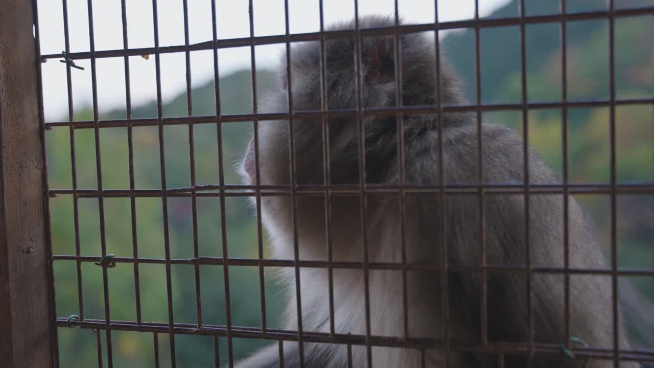 macaco japonés detrás de la valla mirando a su alrededor