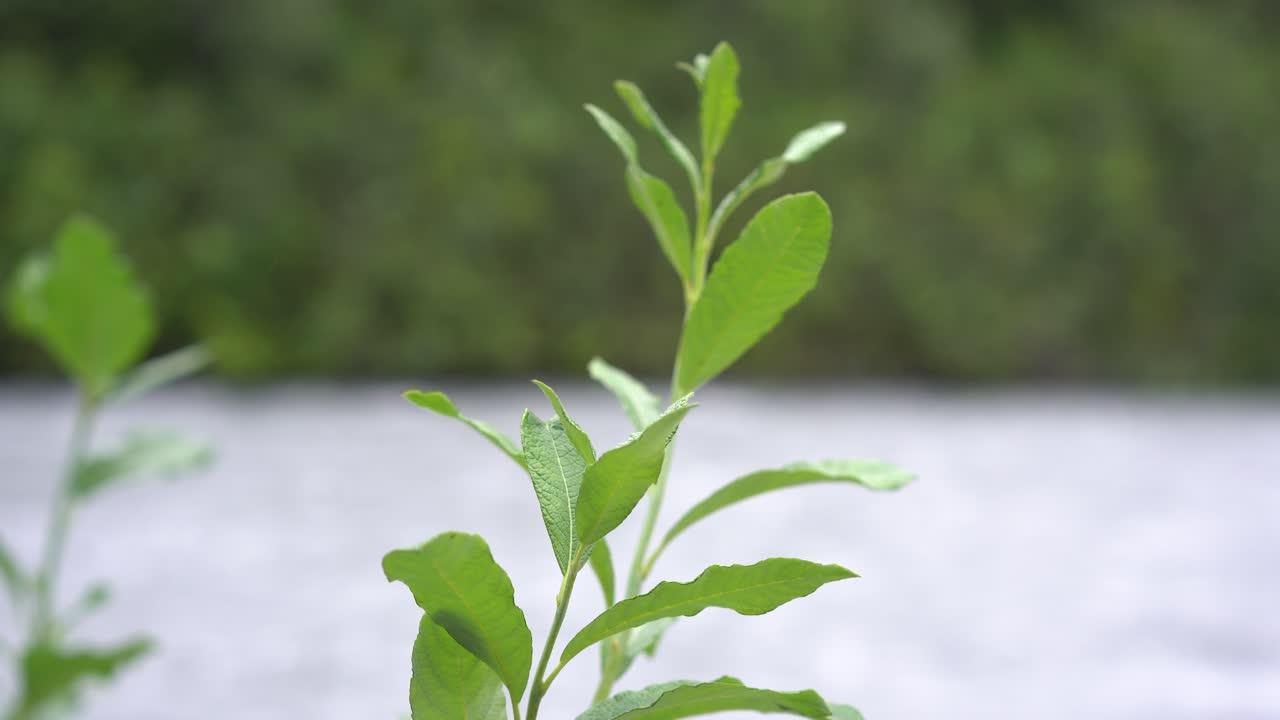 hojas verdes exuberantes junto al río que fluye