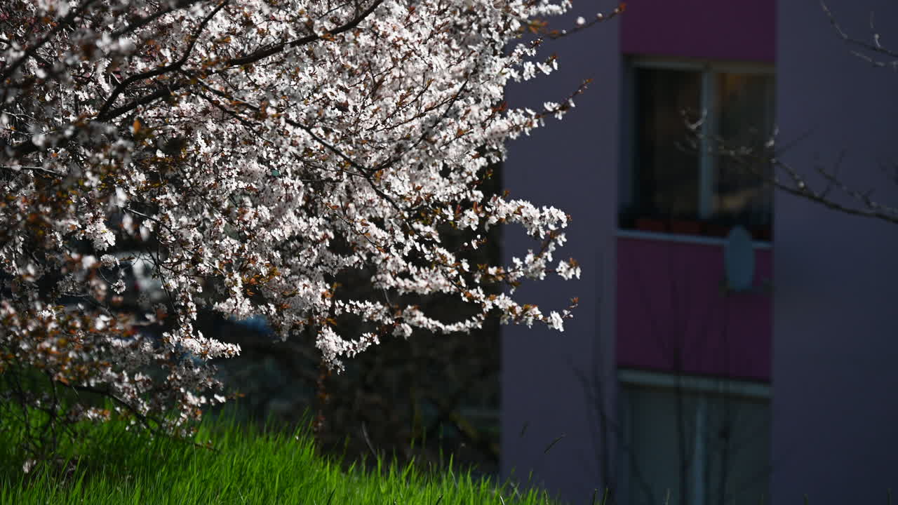 Cherry blossoms in front of apartment building