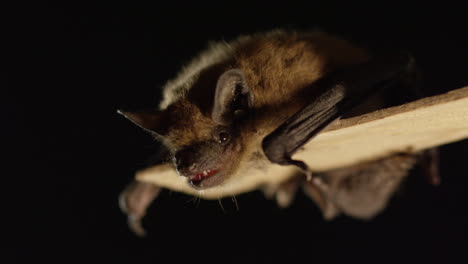 Eine-Braune-Fledermaus-Auf-Schwarzem-Hintergrund-Isoliert