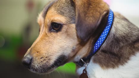 Close-up-of-small-brown-and-white-pet-dog-in-blue-collar