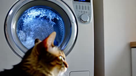 cat looking at a washing machine