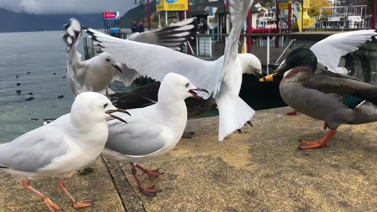 Sea gulls and ducks feeding by the lake at queenstown new zealand