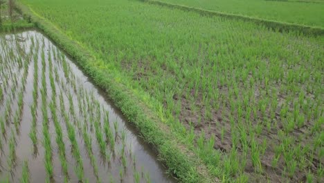 Toma-De-órbita-Aérea-De-Aves-Silvestres-Caminando-Entre-Campos-De-Arroz-Inundados-Durante-El-Día