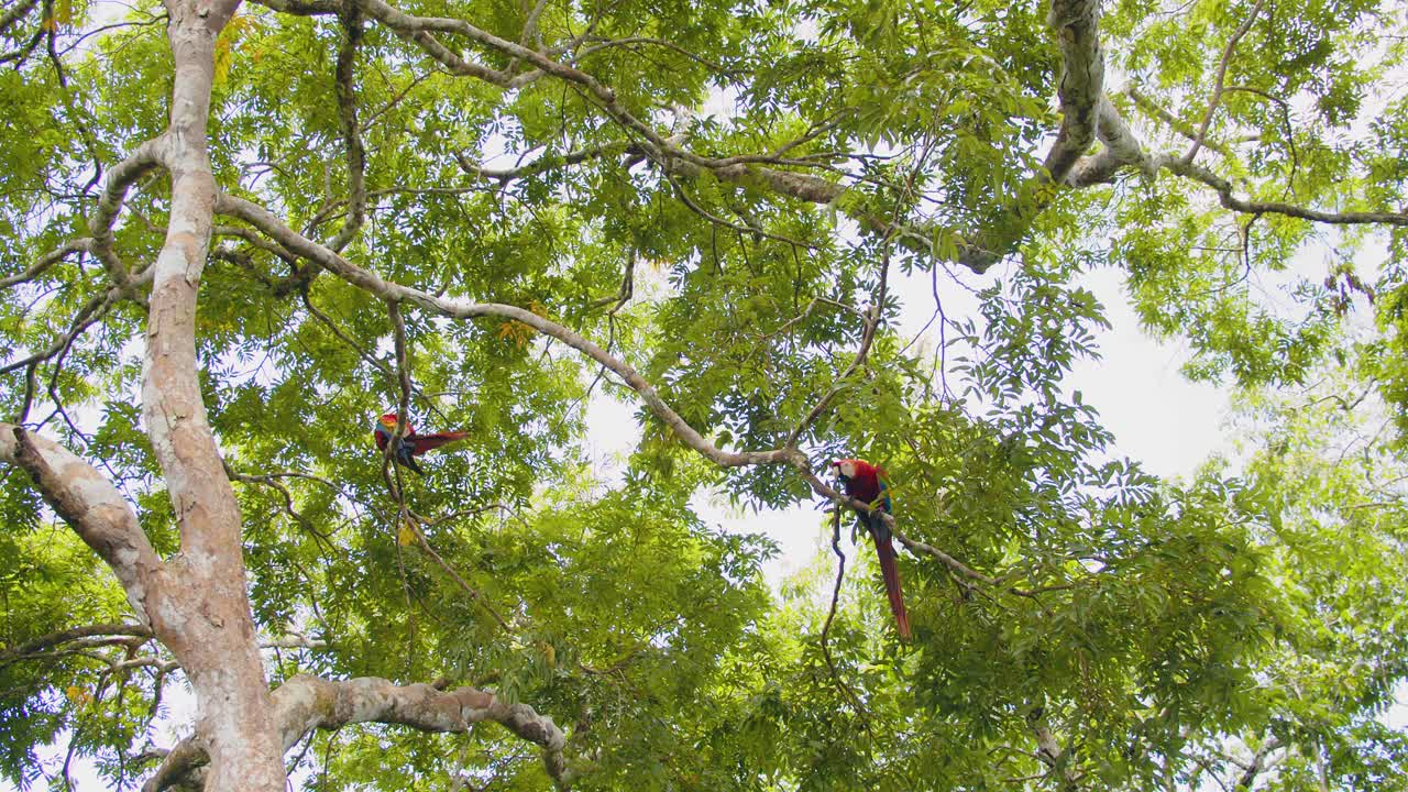 Scarlet Macaw duo perches gracefully overhead, adjusting positions while overlooking Peru’s vast rainforest.