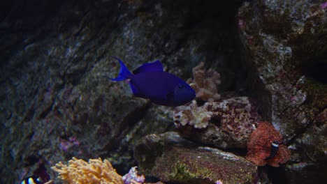 redtoothed triggerfish swimming by a large rocky coral reef - tracking