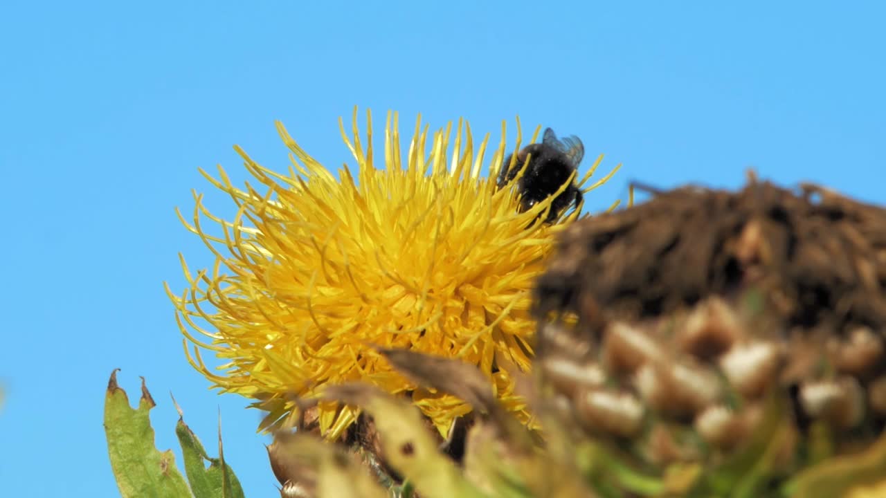 un primer plano macro de un abejorro en una flor amarilla buscando comida y volando
