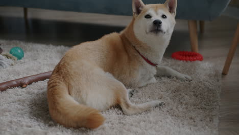 shiba inu dog relaxing on carpet