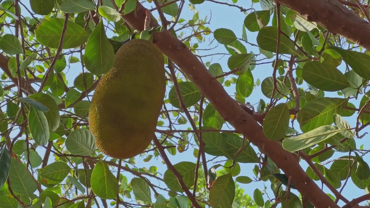 Vista dettagliata di un jackfruit maturo che pende sotto rami frondosi, con la luce del sole che filtra attraverso la chioma evidenziando la dimensione della sua texture e l'abbondanza naturale