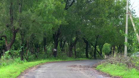 Hombre-Con-Hierba-En-La-Cabeza-Caminando-A-Casa