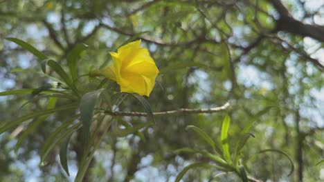 yellow oleander, scientifically known as thevetia peruviana, is a vibrant ornamental plant with bright yellow, trumpet-shaped flowers