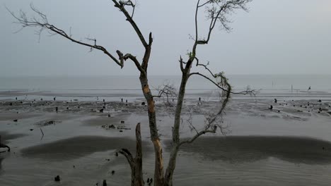 Einsamer-Mangrovenbaum-Steht-Bei-Ebbe-An-Einer-Ruhigen-Meeresküste,-Nachwirkungen-Eines-Sturms,-Grau-Bewölkter-Himmel