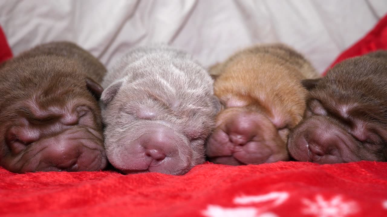 새로 태어난 샤르 페이 강아지들이 잠을 자고 있습니다.