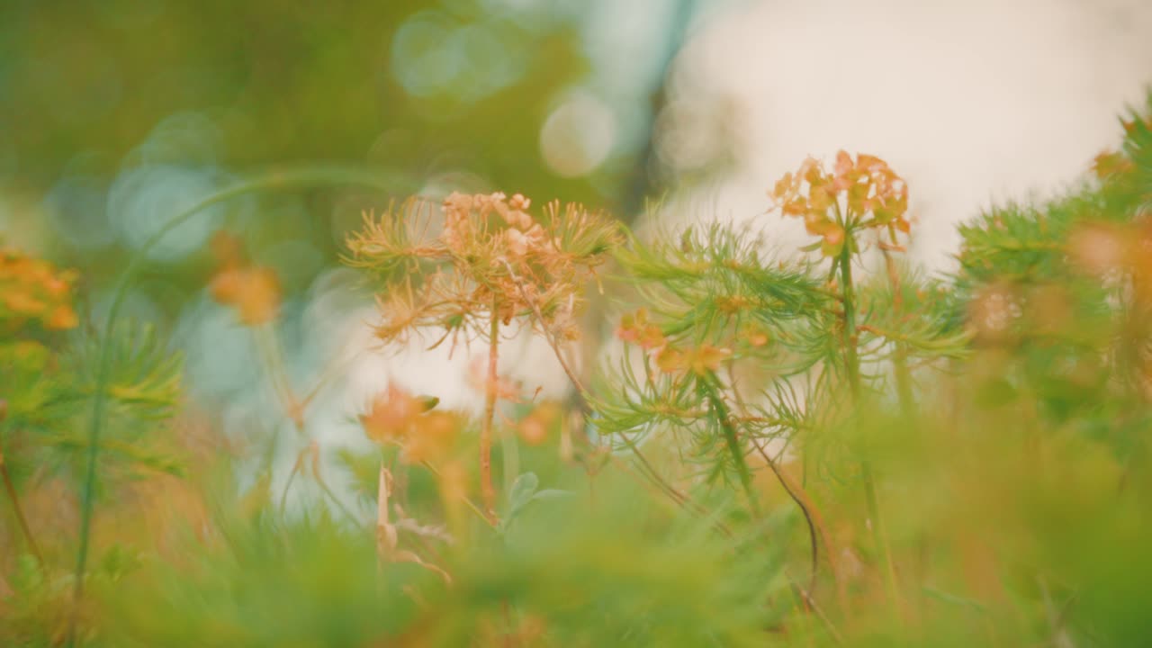 Beautiful wildflowers swaying in the wind, captured with a Petzval-style lens that adds a vintage, dreamy atmosphere with soft swirly bokeh and warm pastel tones.