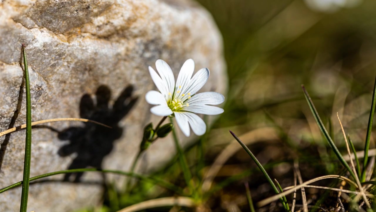 Flor silvestre branca balançando, projetando sombra em uma rocha pálida em um prado rochoso, enquanto a brisa levanta o caule e o botão.