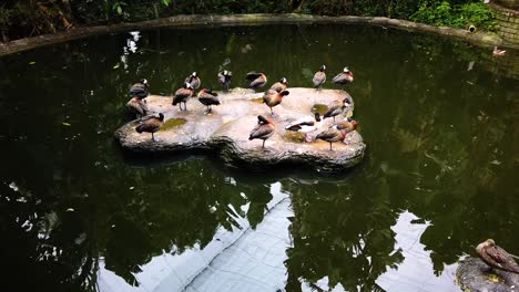 tracking around a group of ducks basking on a rock