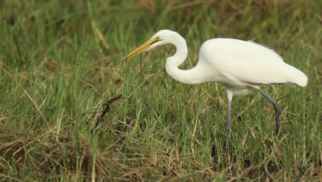 wide shot of a great egret catching fish, khwai botswana