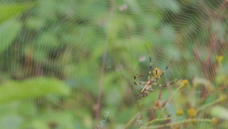 signature spider turns around on the web to go and attack something on the other side