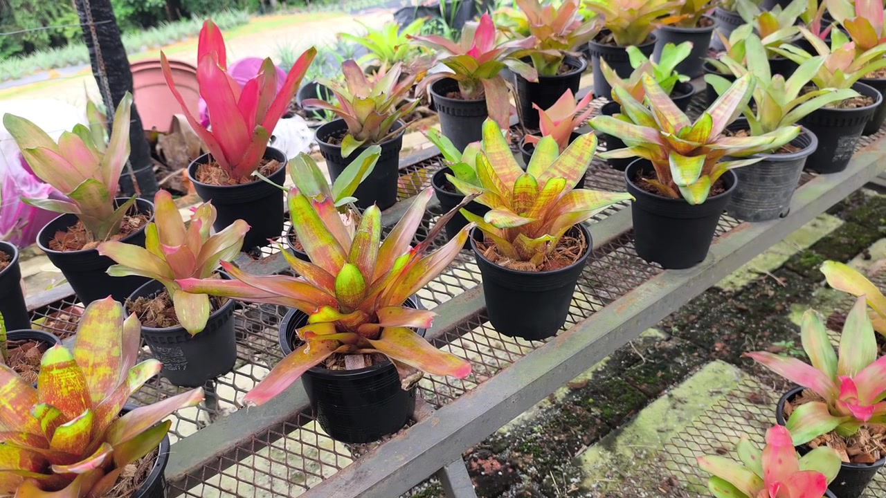 Uma coleção diversificada de espécies de abacaxi cresce em pequenos vasos decorativos. Essas plantas únicas vêm de vários países ao redor do mundo. Elas estão lindamente arranjadas como um arranjo ornamental