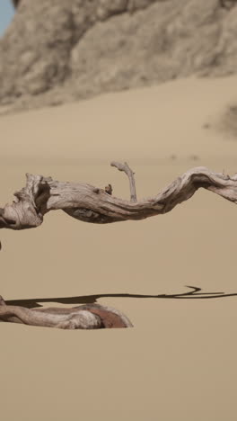 a lone driftwood branch lies in the sand of a desert