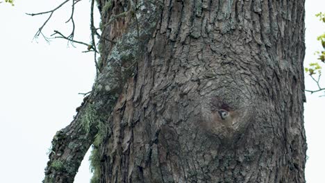 el gorrión gordo está saliendo del nido del agujero del árbol