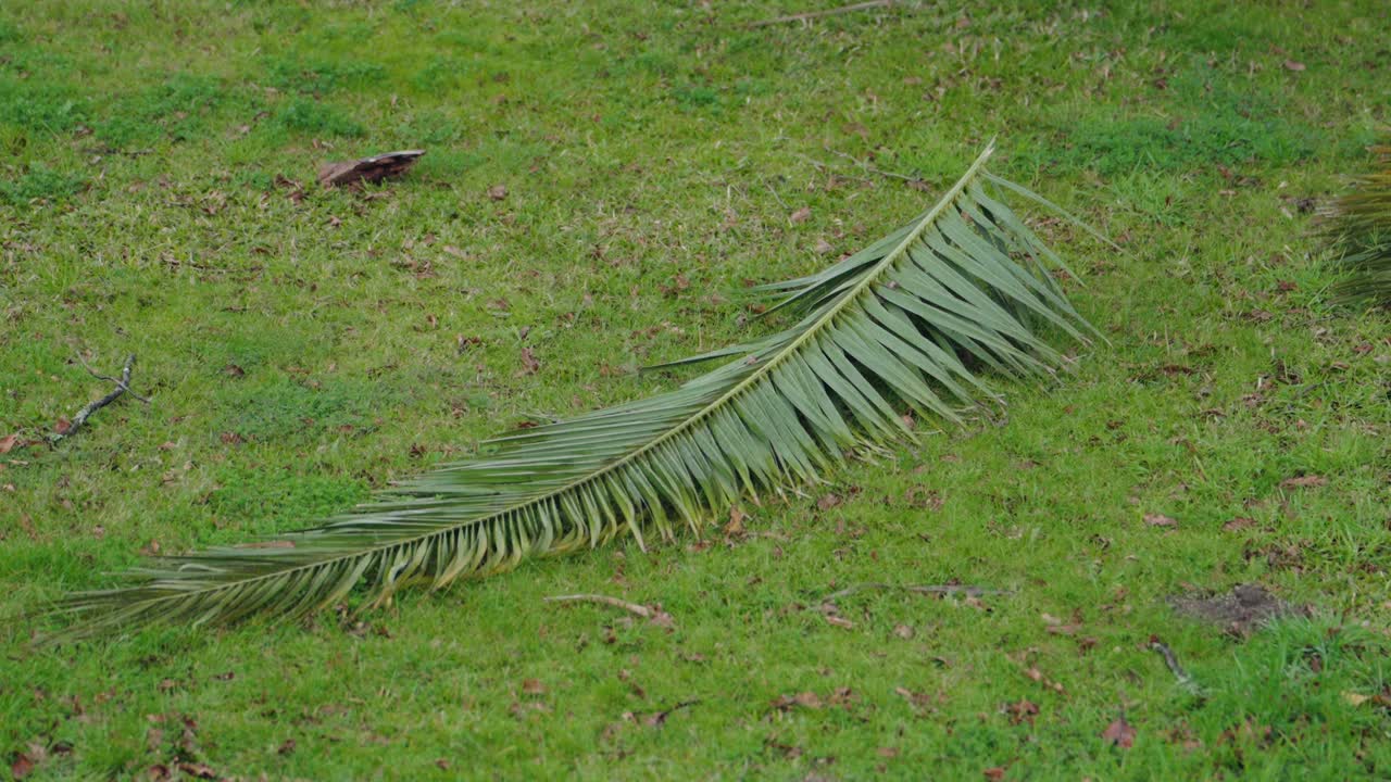 palm frond on green grass in an outdoor setting with natural debris