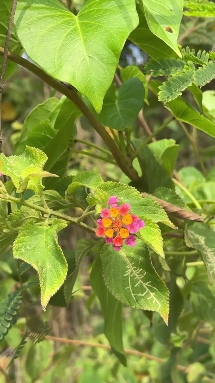 Primer plano de una vibrante flor de lantana en un jardín