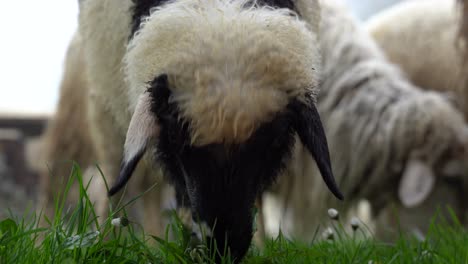 black and white lamb grazing on pasture with sheep heard, close up