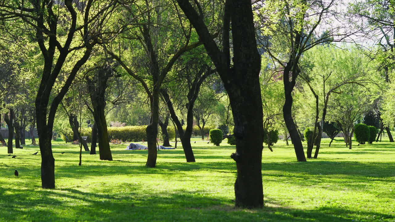 Peaceful morning in Badam Wari garden in Srinagar, surrounded by lush greenery and sunlit trees. Ideal for lifestyle, nature, and travel content.