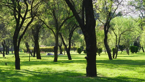 peaceful morning in badam wari garden in srinagar, surrounded by lush greenery and sunlit trees. ideal for lifestyle, nature, and travel content.