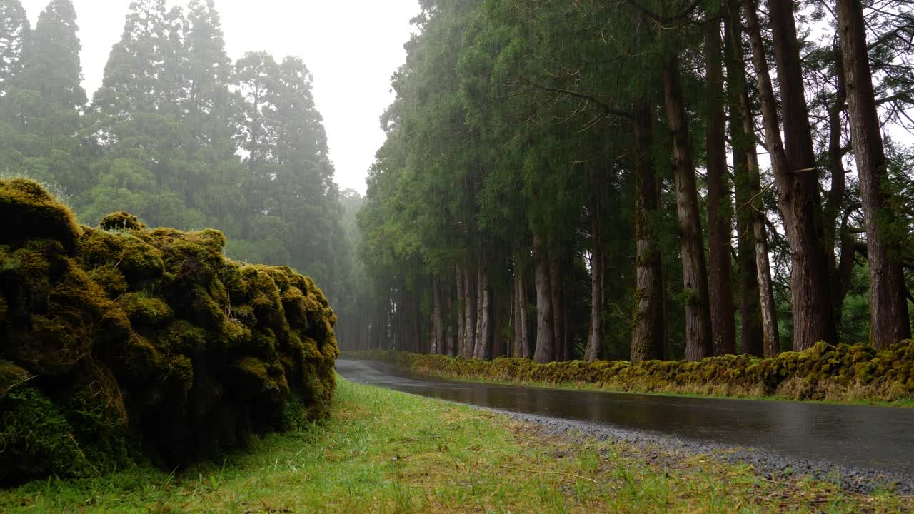 Rainny Forest Cryptomeria Road, Azores, Portugal