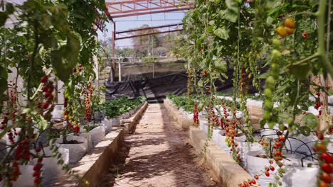 cherry tomatoes growing in a greenhouse