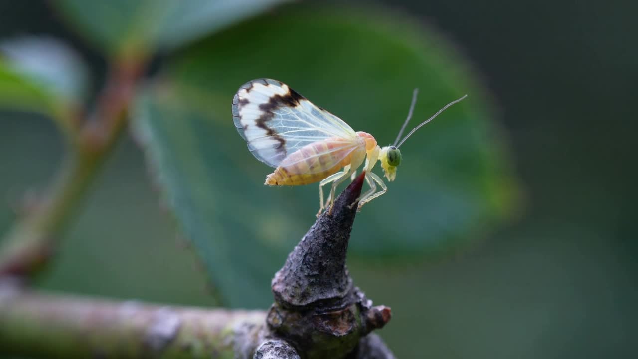 Un fulgoroide appollaiato che percepisce le vibrazioni, preparandosi a muoversi mentre estende le antenne su un rametto spezzato.