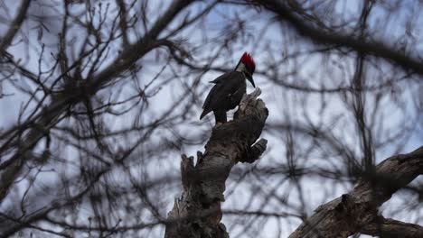 a pileated woodpecker on a dead tree against a background of tree branches and sky.