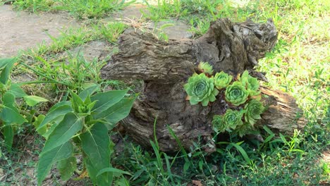 beautiful houseleek plant growing on the tree trunk