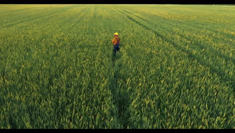farmer working in wheat field