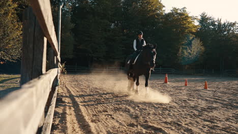 large black percheron-canadian horse walks towards the camera in an outdoor sand arena with a female rider