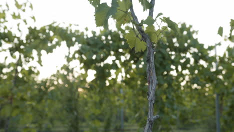 medium wide shot of green grape clusters on a grapevine in a vineyard