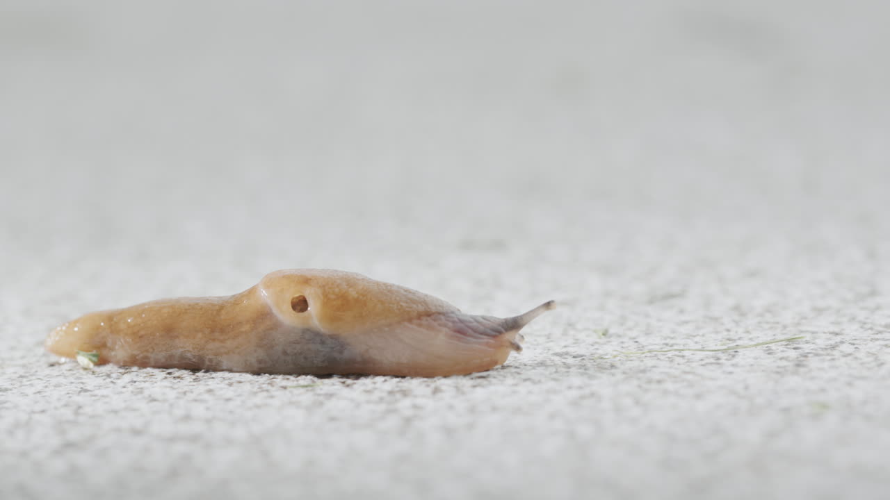 큰 숲의 달이가 정원의 타일 위에 기어다닙니다.