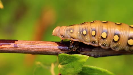 La-Polilla-Halcón-De-Paja-De-Oruga-Se-Arrastra-Sobre-Una-Rama-Durante-La-Lluvia.-La-Oruga-(hyles-Gallii),-La-Polilla-Halcón-De-Paja-O-Esfinge-De-Galium,-Es-Una-Polilla-De-La-Familia-Sphingidae.