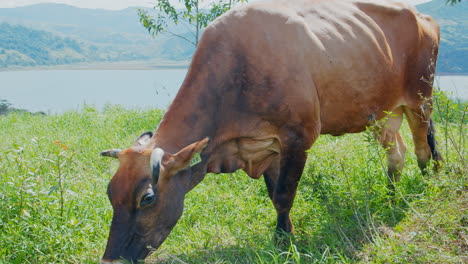 cow grazing in open grassland in la fortuna - costa rica