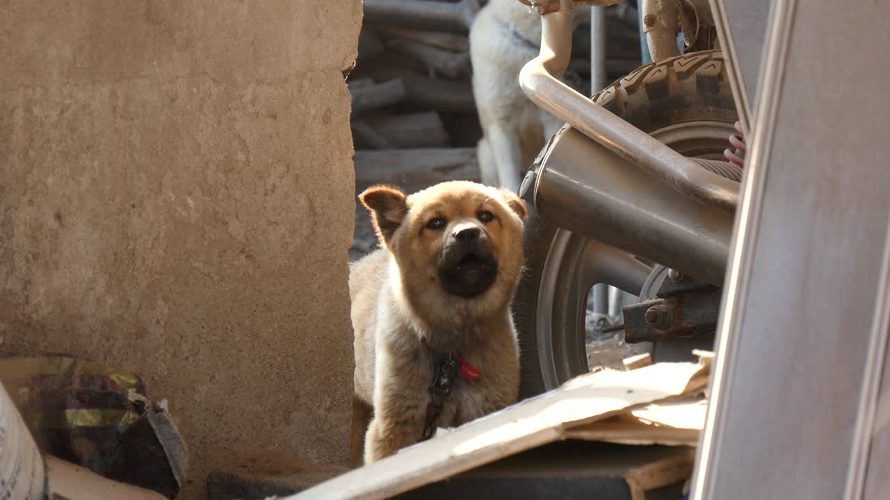 남한의 나라 밖에서 카메라와 놀고 있는 개